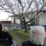 桜花見とガラス越し面会についてのお知らせのサムネイル