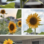 猛暑を乗り越えてひまわり＆朝顔がついに開花🌻✨のサムネイル