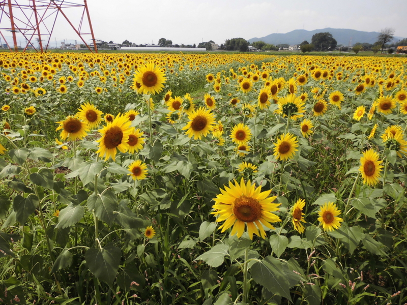 f:id:seiwa-kai:20130809143846j:plain f:id:seiwa-kai:20130809143846j:plain