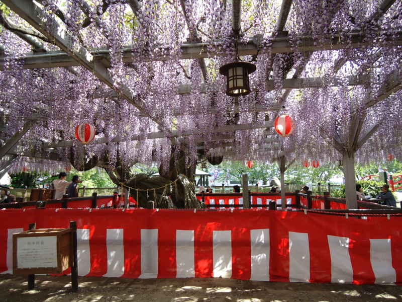 f:id:seiwa-kai:20140423140415j:plain f:id:seiwa-kai:20140423140415j:plain