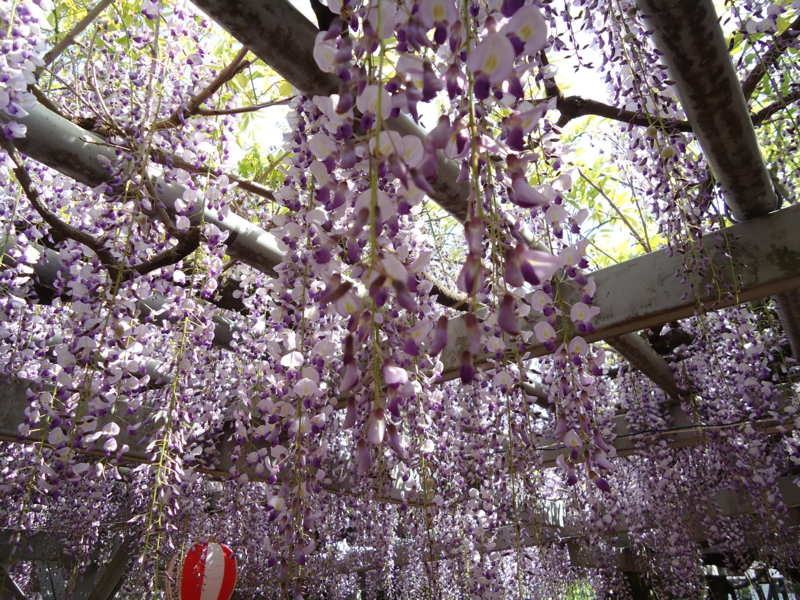 f:id:seiwa-kai:20140423140837j:plain f:id:seiwa-kai:20140423140719j:plain