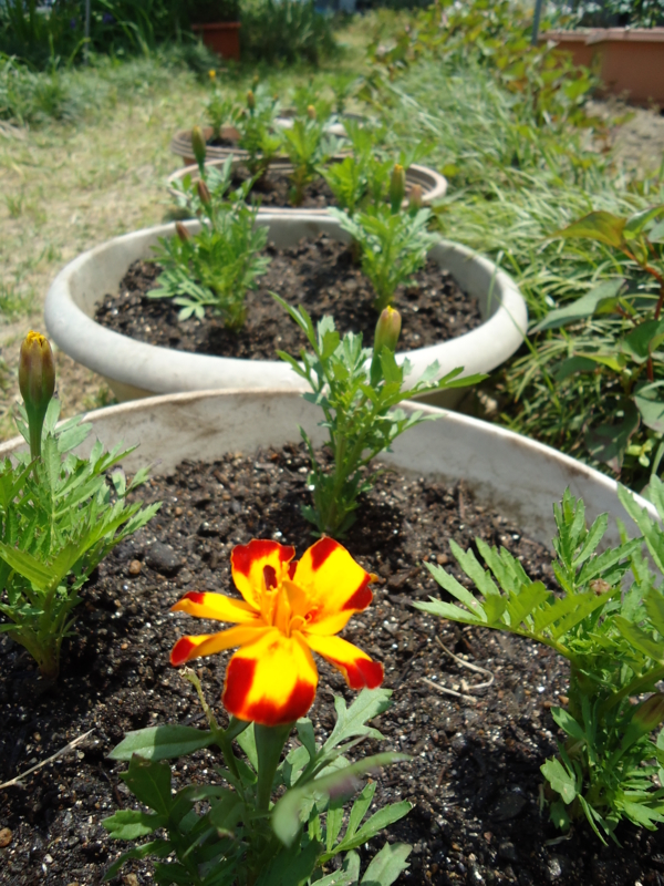 f:id:seiwa-kai:20140509120130j:plain f:id:seiwa-kai:20140509115944j:plain