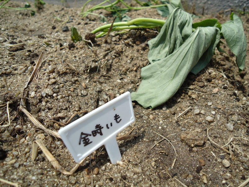 f:id:seiwa-kai:20140509120033j:plain f:id:seiwa-kai:20140509120033j:plain