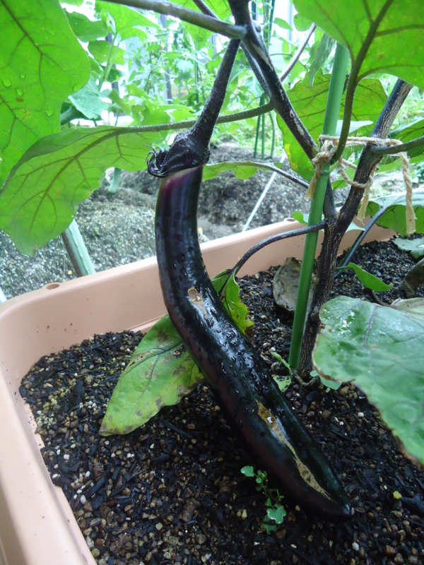 f:id:seiwa-kai:20140704113206j:plain f:id:seiwa-kai:20140704112955j:plain