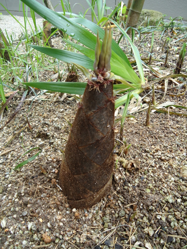 f:id:seiwa-kai:20150406112604j:plain f:id:seiwa-kai:20150406142429j:plain