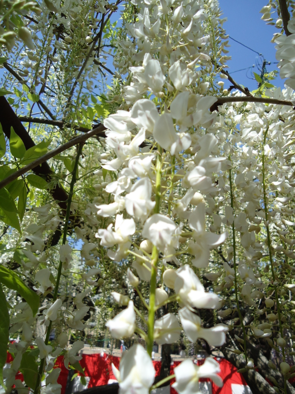 f:id:seiwa-kai:20150427142323j:plain f:id:seiwa-kai:20150427141846j:plain