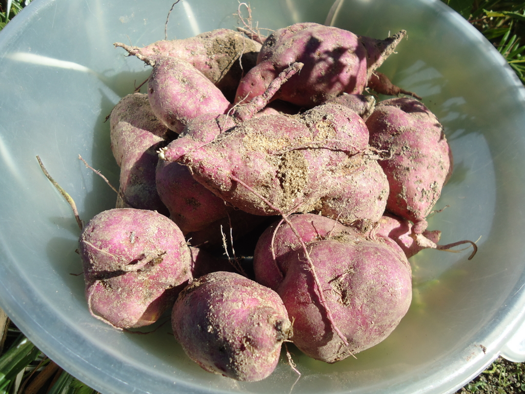 f:id:seiwa-kai:20151006150441j:plain f:id:seiwa-kai:20151006150441j:plain