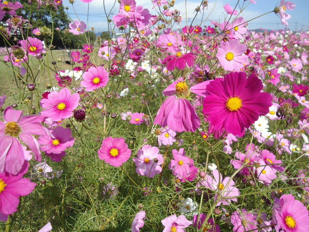 f:id:seiwa-kai:20151020125938j:plain f:id:seiwa-kai:20151020130222j:plain