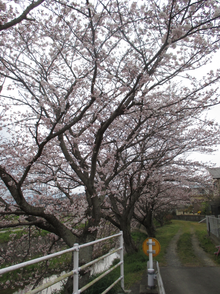 f:id:seiwa-kai:20160330145802j:plain f:id:seiwa-kai:20160330145802j:plain