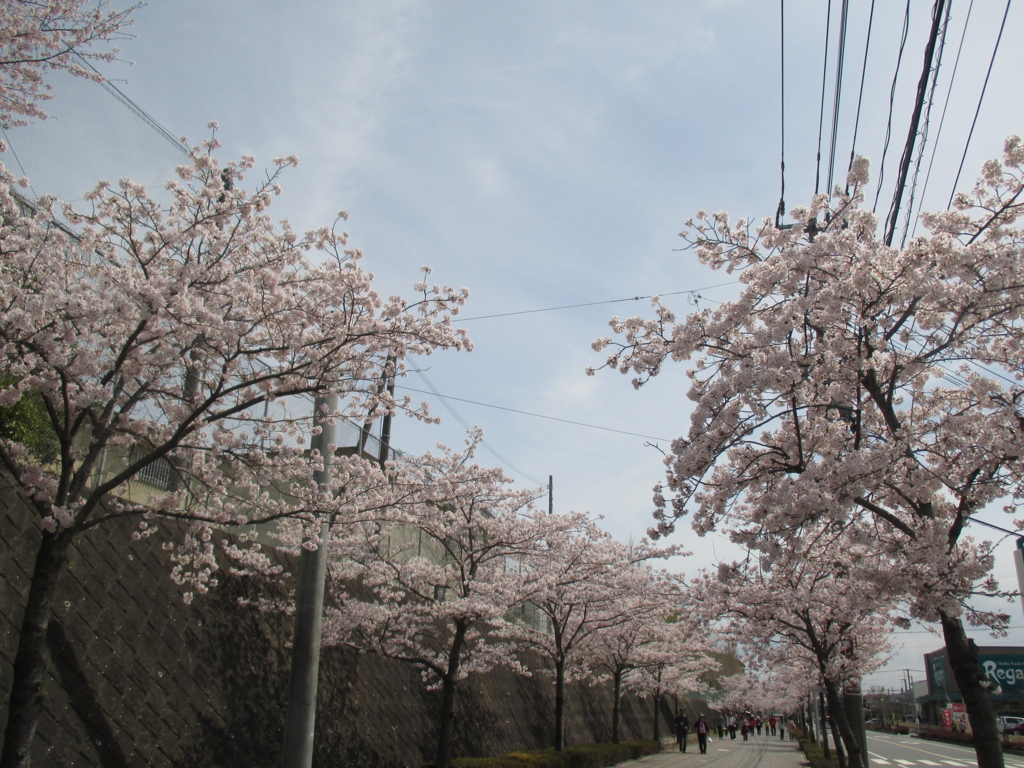 f:id:seiwa-kai:20160402112644j:plain f:id:seiwa-kai:20160402112644j:plain