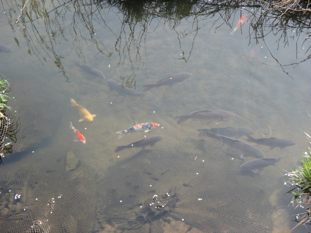 f:id:seiwa-kai:20160402153314j:plain f:id:seiwa-kai:20160402153314j:plain