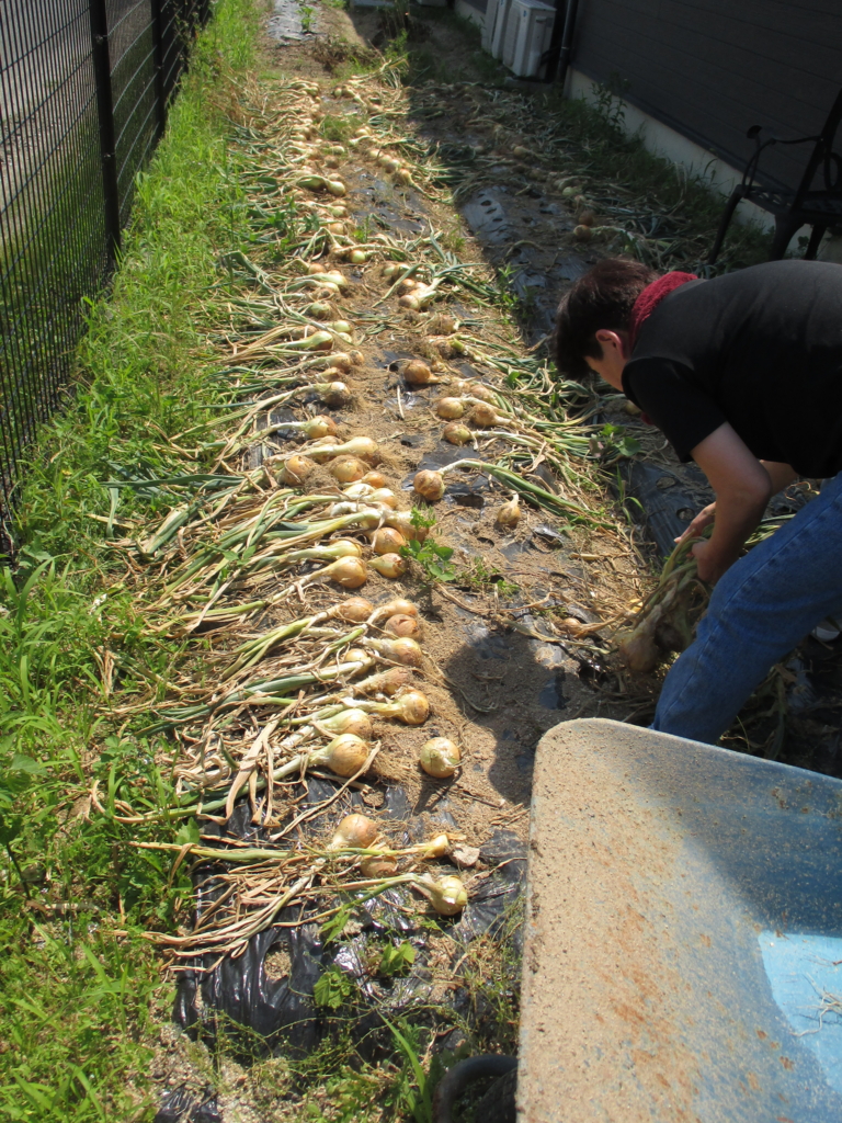 f:id:seiwa-kai:20160523135808j:plain f:id:seiwa-kai:20160523135808j:plain