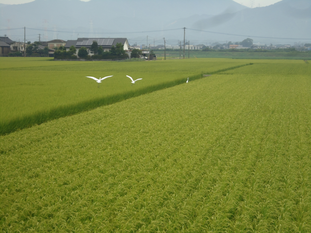 f:id:seiwa-kai:20160903210418j:plain f:id:seiwa-kai:20160903210418j:plain