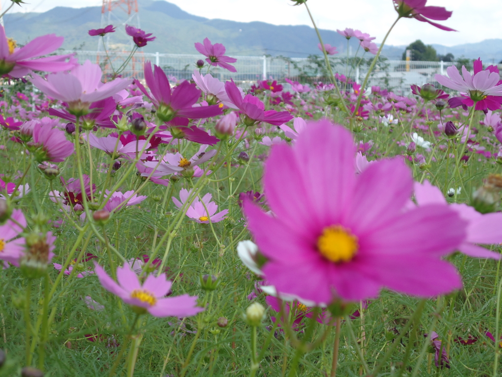 f:id:seiwa-kai:20161019015051j:plain f:id:seiwa-kai:20161019015051j:plain