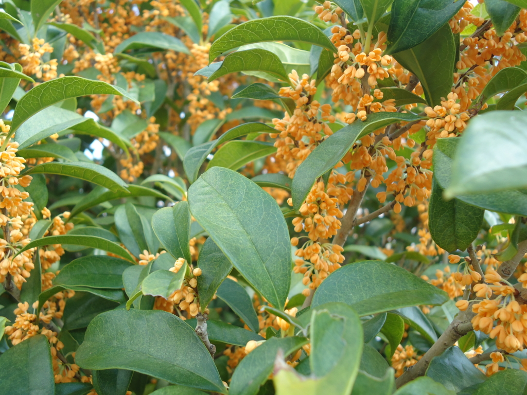 f:id:seiwa-kai:20161019015419j:plain f:id:seiwa-kai:20161019015419j:plain