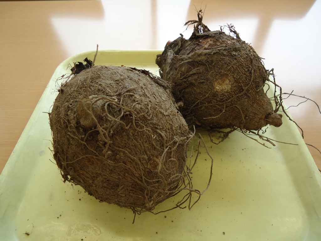 f:id:seiwa-kai:20161115013215j:plain