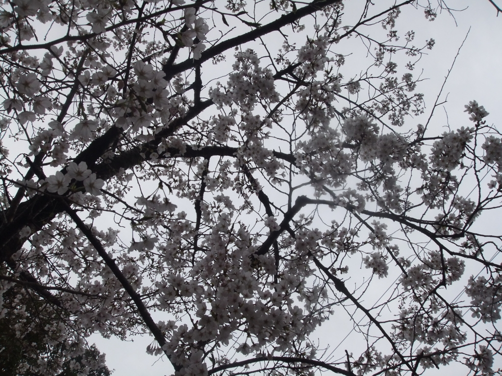 f:id:seiwa-kai:20170405135833j:plain f:id:seiwa-kai:20170405135833j:plain