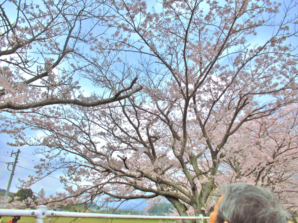 f:id:seiwa-kai:20170409133405j:plain