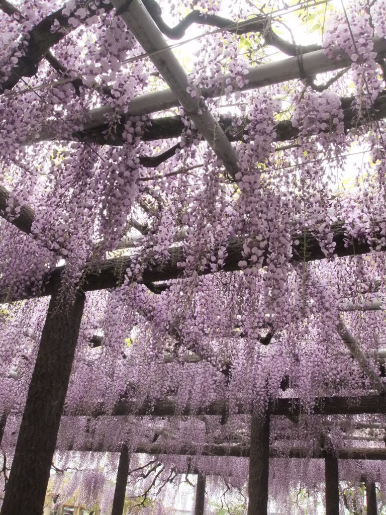 f:id:seiwa-kai:20170427143206j:plain f:id:seiwa-kai:20170427143206j:plain