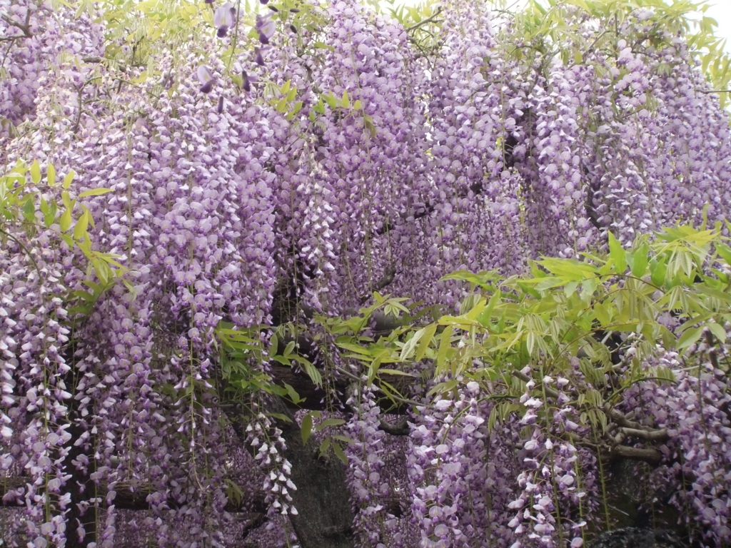 f:id:seiwa-kai:20170427143226j:plain f:id:seiwa-kai:20170427143226j:plain