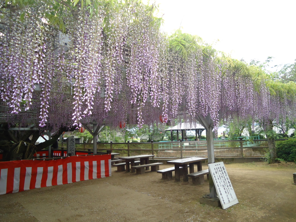 f:id:seiwa-kai:20170503134605j:plain f:id:seiwa-kai:20170503134605j:plain