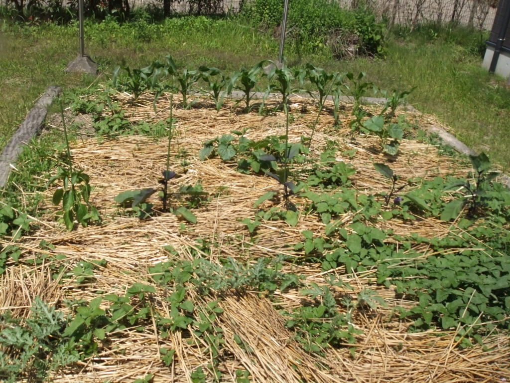 f:id:seiwa-kai:20170614135554j:plain f:id:seiwa-kai:20170614135554j:plain