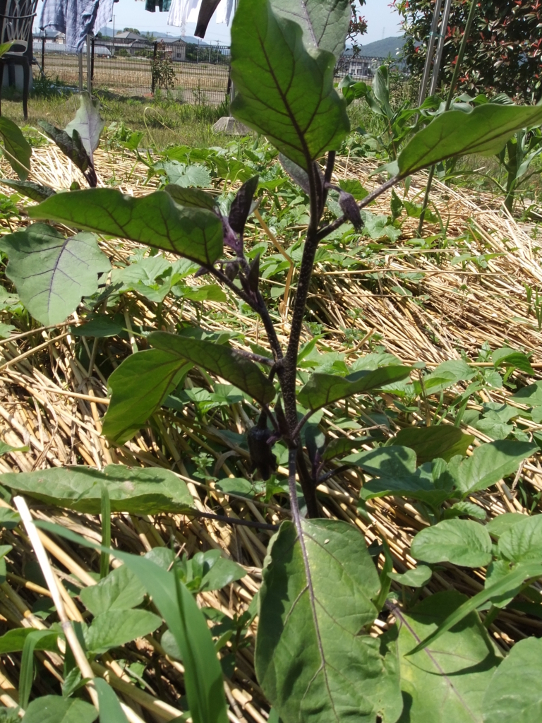 f:id:seiwa-kai:20170614135608j:plain f:id:seiwa-kai:20170614135608j:plain