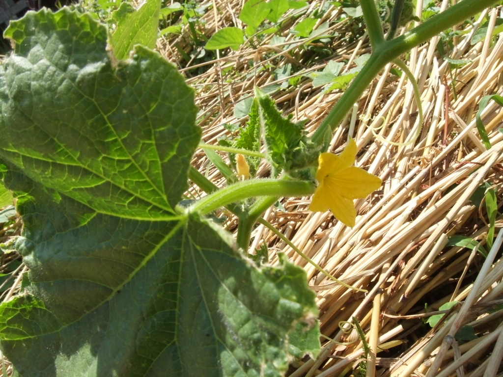 f:id:seiwa-kai:20170614135745j:plain f:id:seiwa-kai:20170614135745j:plain