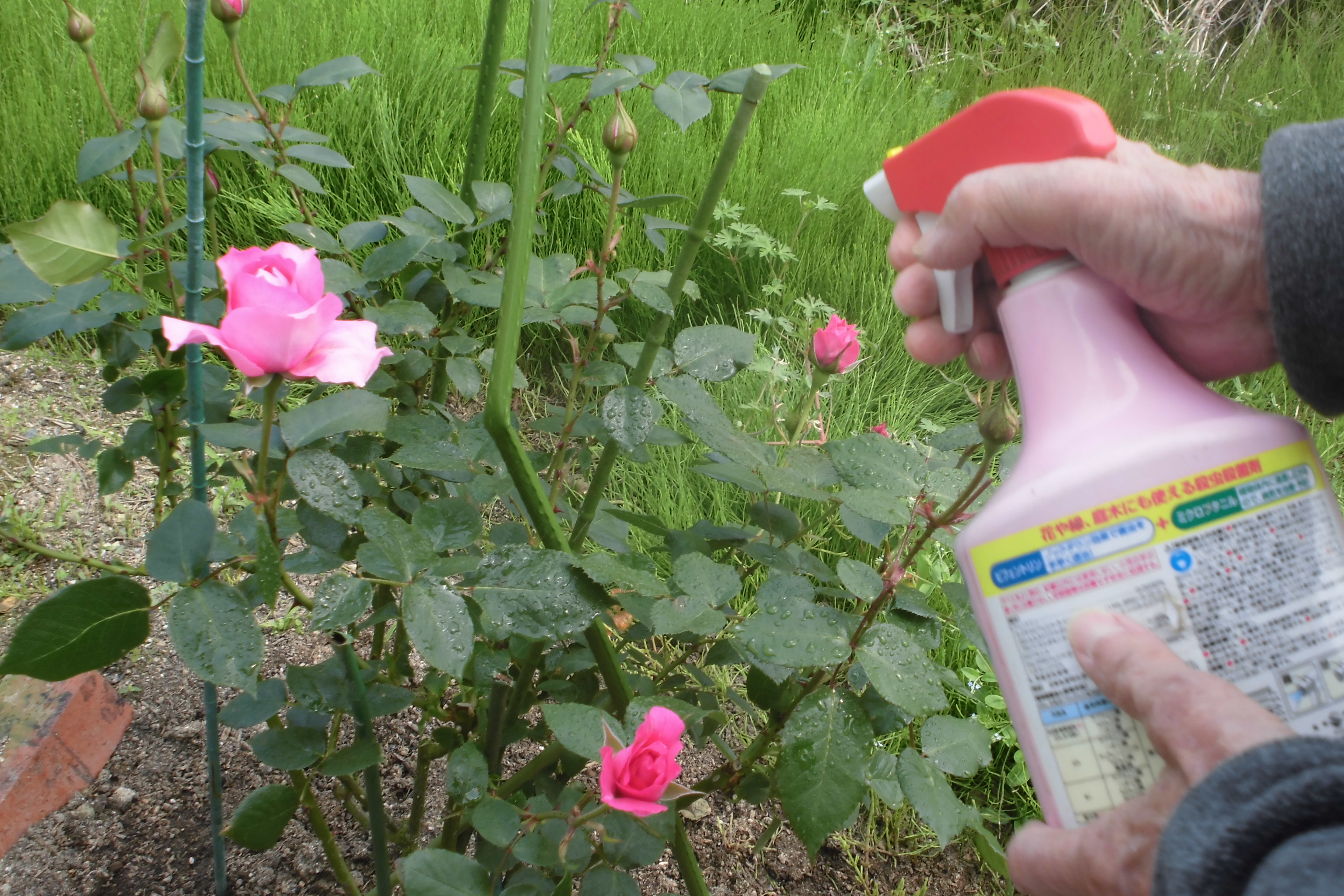 平成30年4月30日 ピンクの薔薇が咲きました 医療法人せいわ会 福岡県小郡市 筑紫野市 糸島市