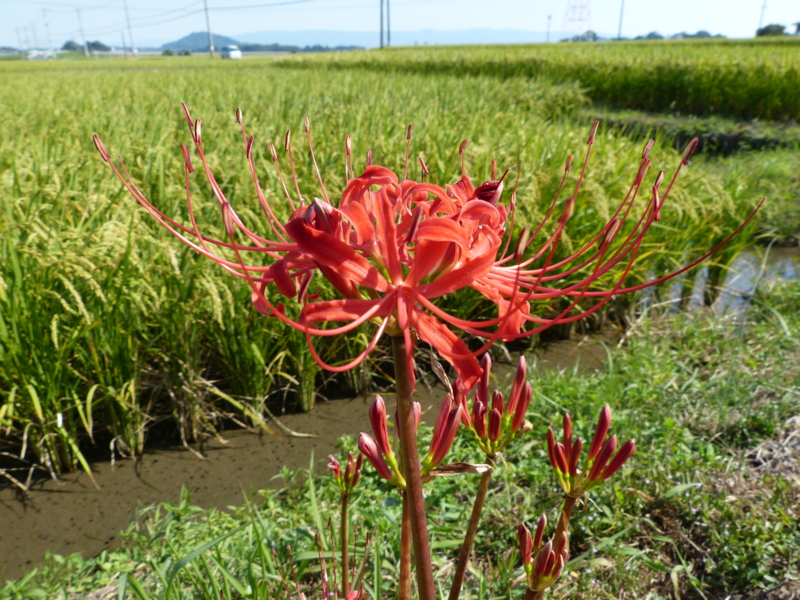 f:id:seiwa-kai:20130919144150j:plain