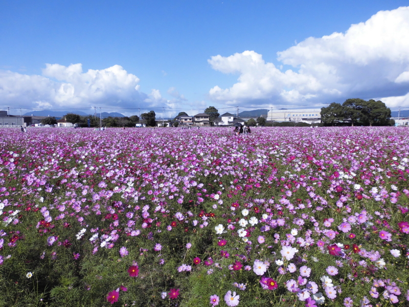 f:id:seiwa-kai:20131021142742j:plain