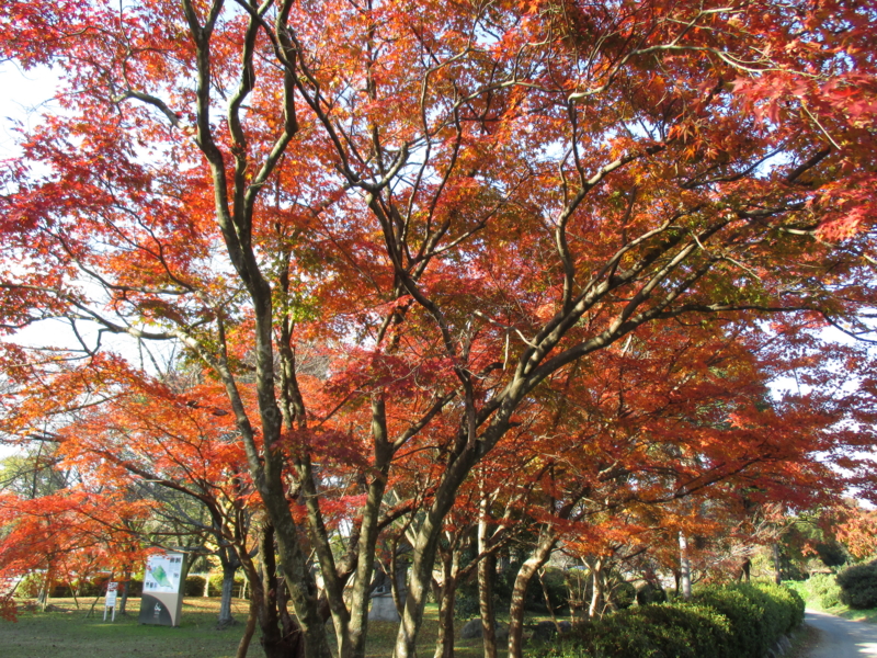 f:id:seiwa-kai:20141122143054j:plain