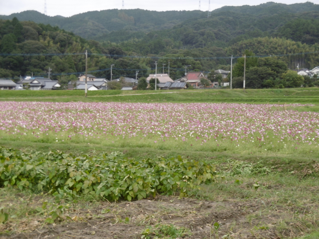 f:id:seiwa-kai:20171023143539j:plain